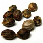 Семена марихуаны АК-47  (Seeds AK-47) в Губахе